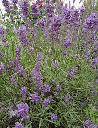 Uroczy Na Mazurach Apartmán Nowe Kiejkuty